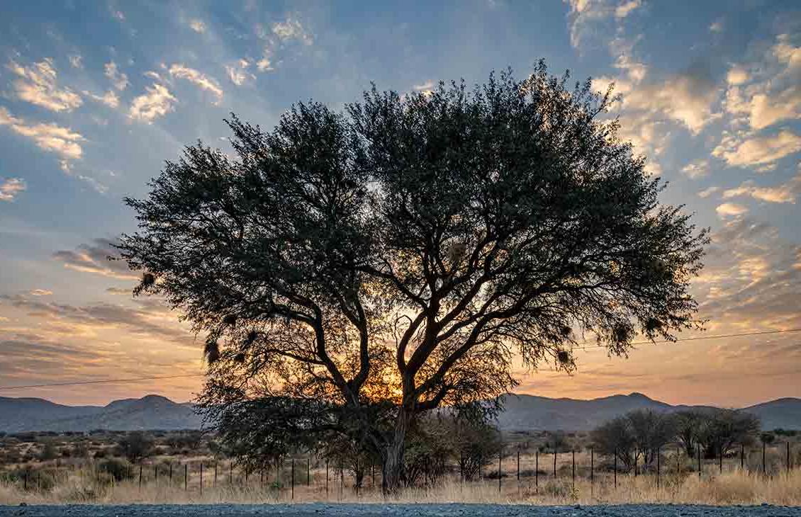 日落时分的非洲荒野之树. 